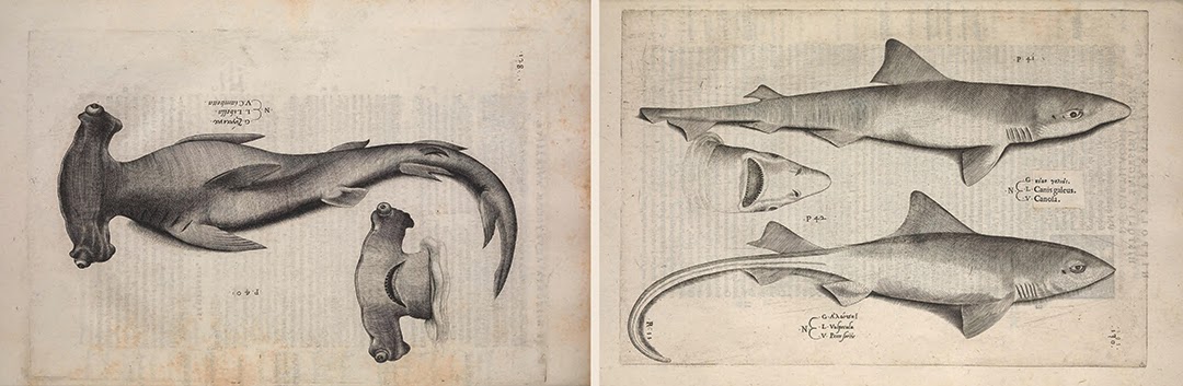 View Full Size Image