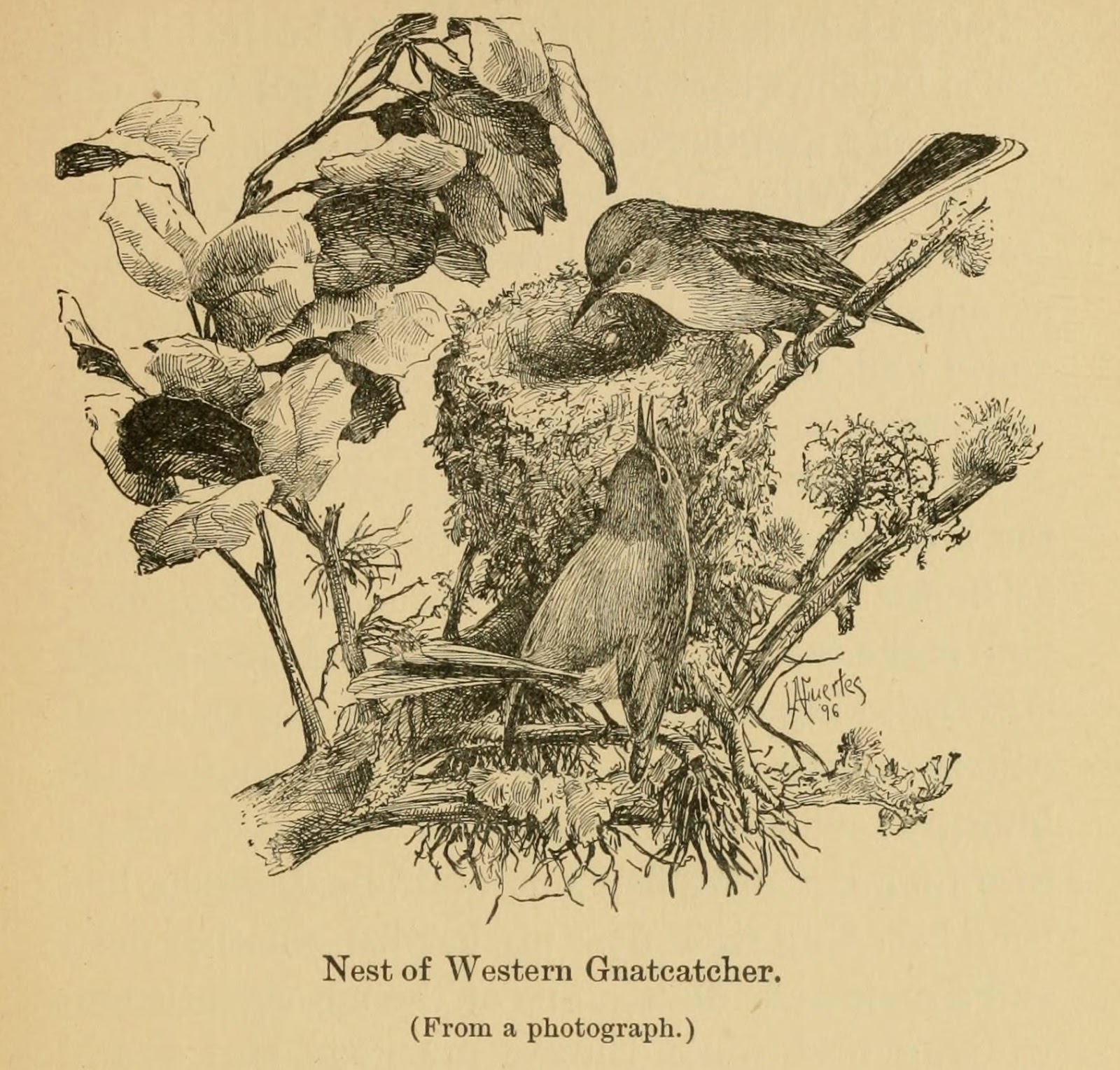 View Full Size Image