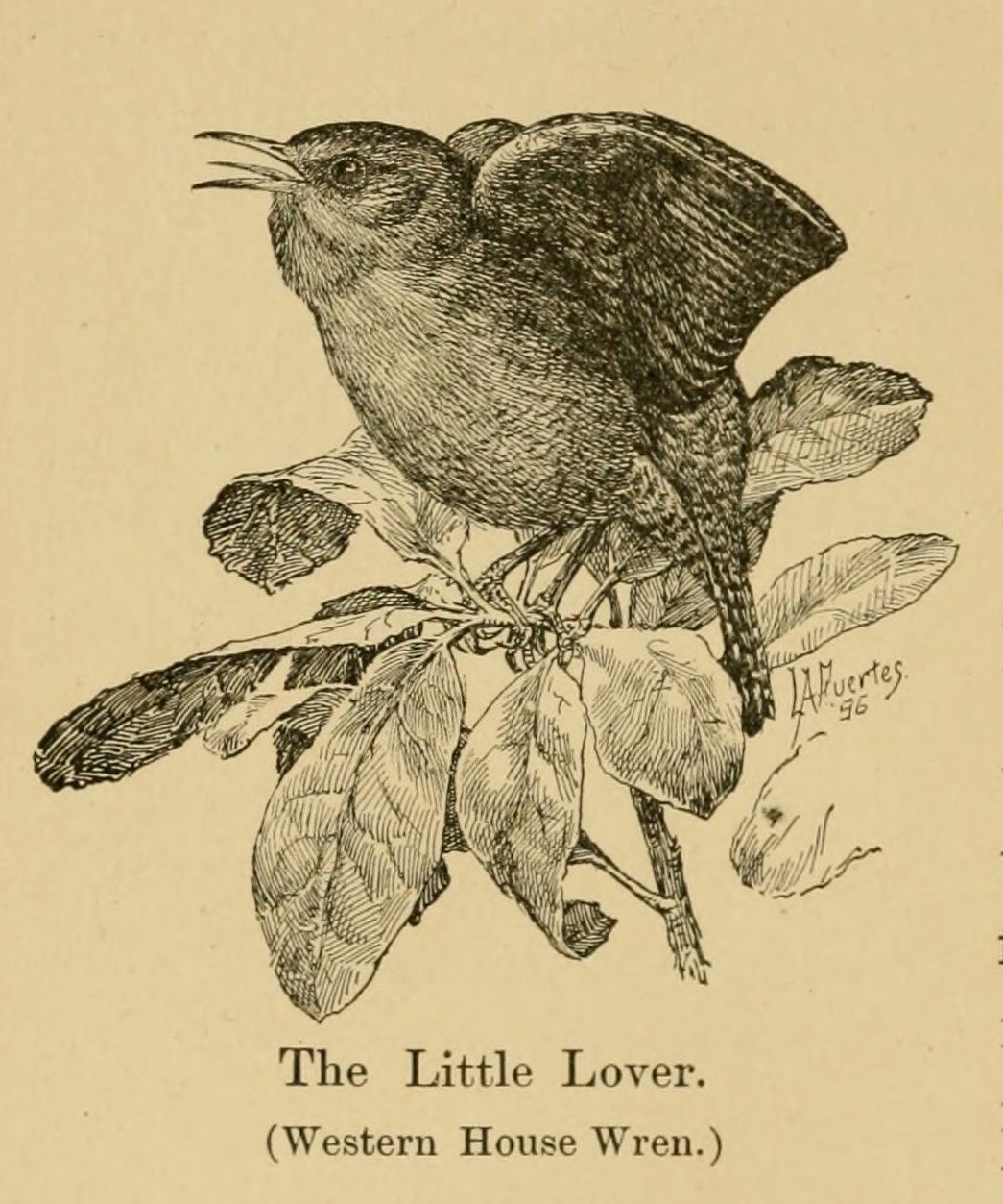 View Full Size Image