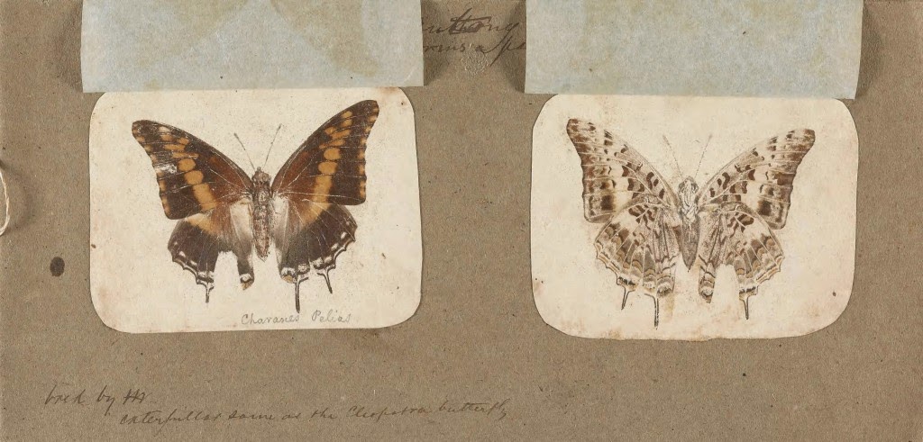 View Full Size Image