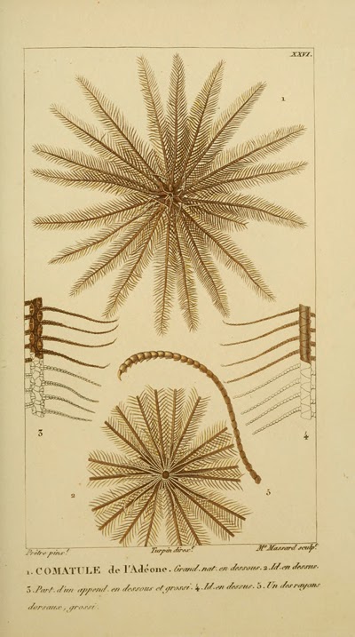 View Full Size Image