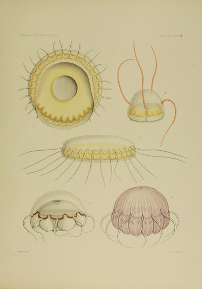 View Full Size Image