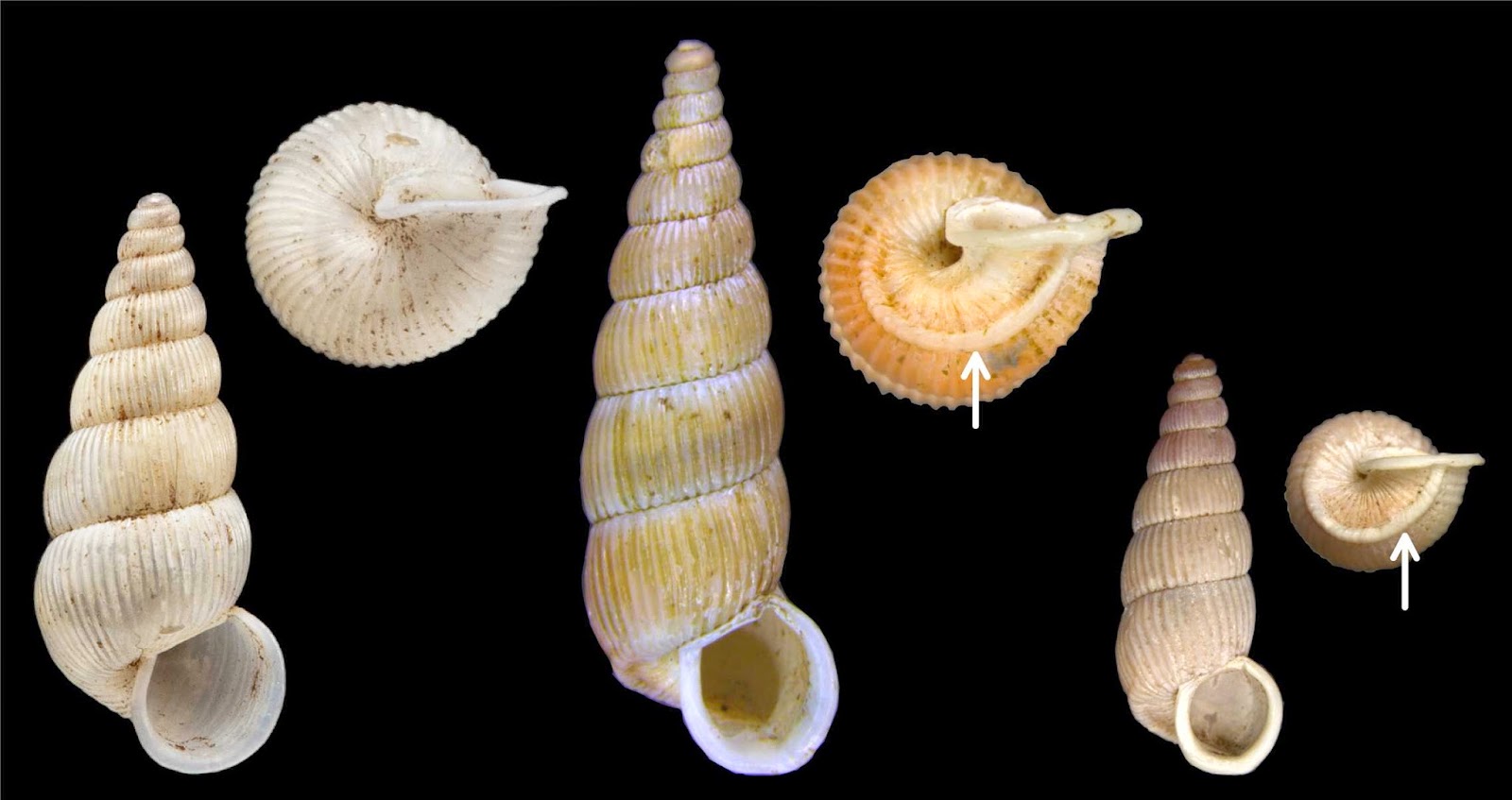 View Full Size Image