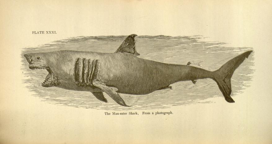 View Full Size Image