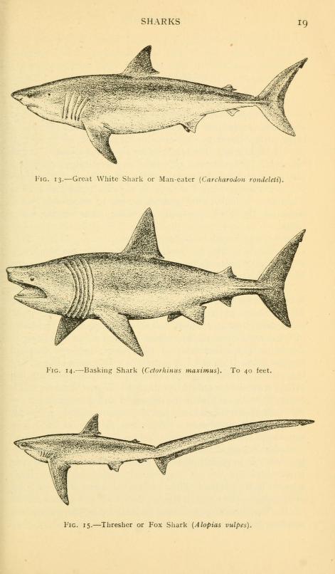 View Full Size Image