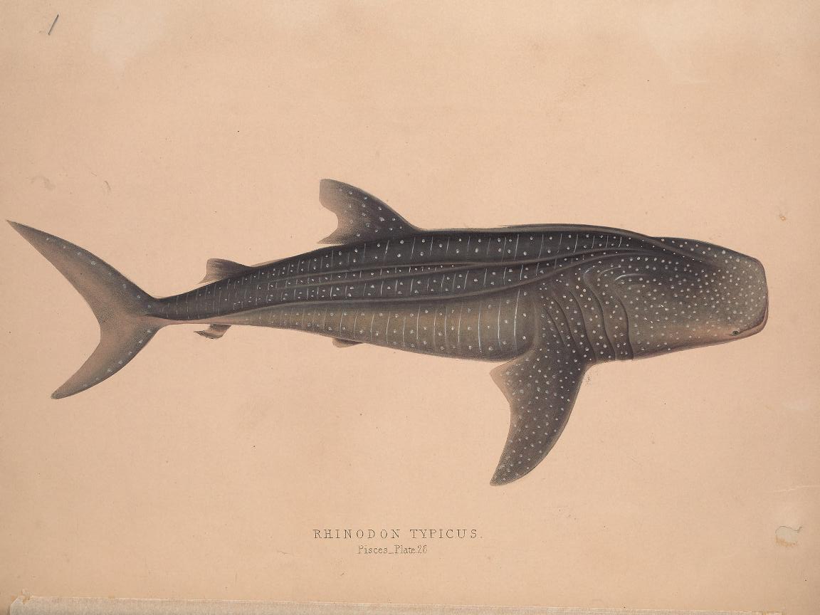 View Full Size Image