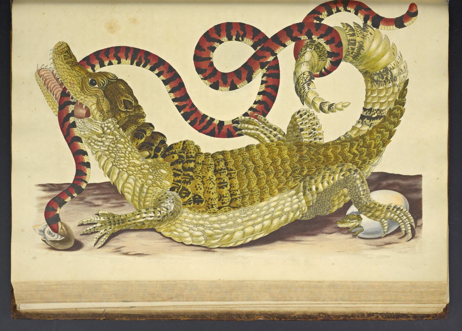 View Full Size Image