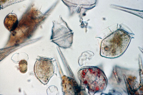 View Full Size Image