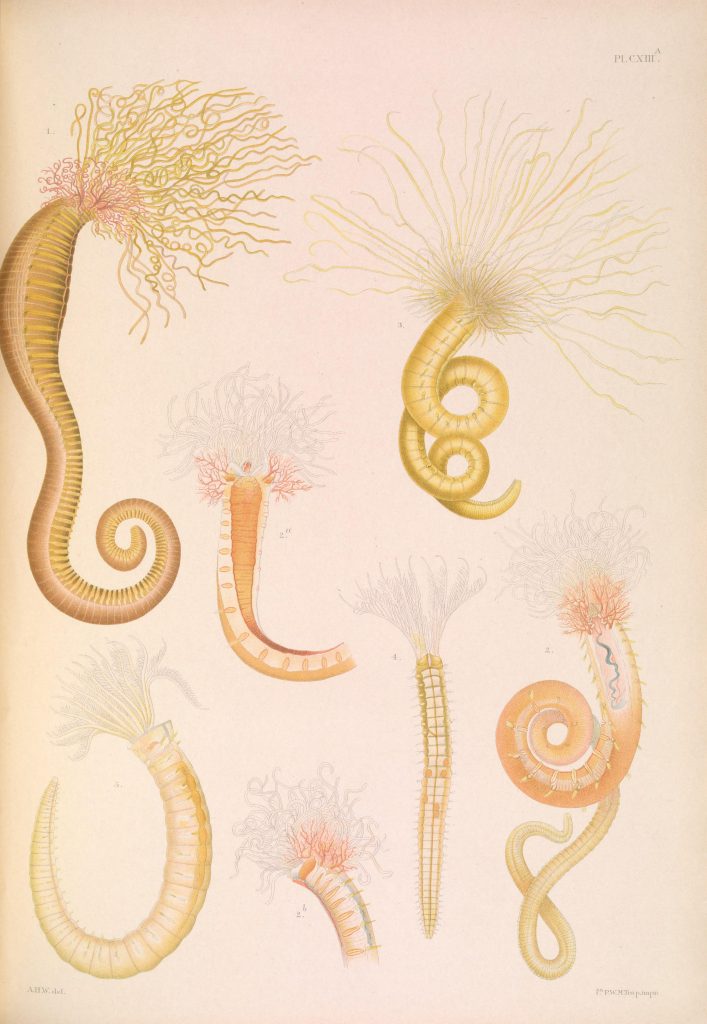 Illustration of Amphitrite figulus, Sand Mason (Lanice conchilega), Polycirrus medusa, Amphiglena mediterranea, and Branchiomma argus.