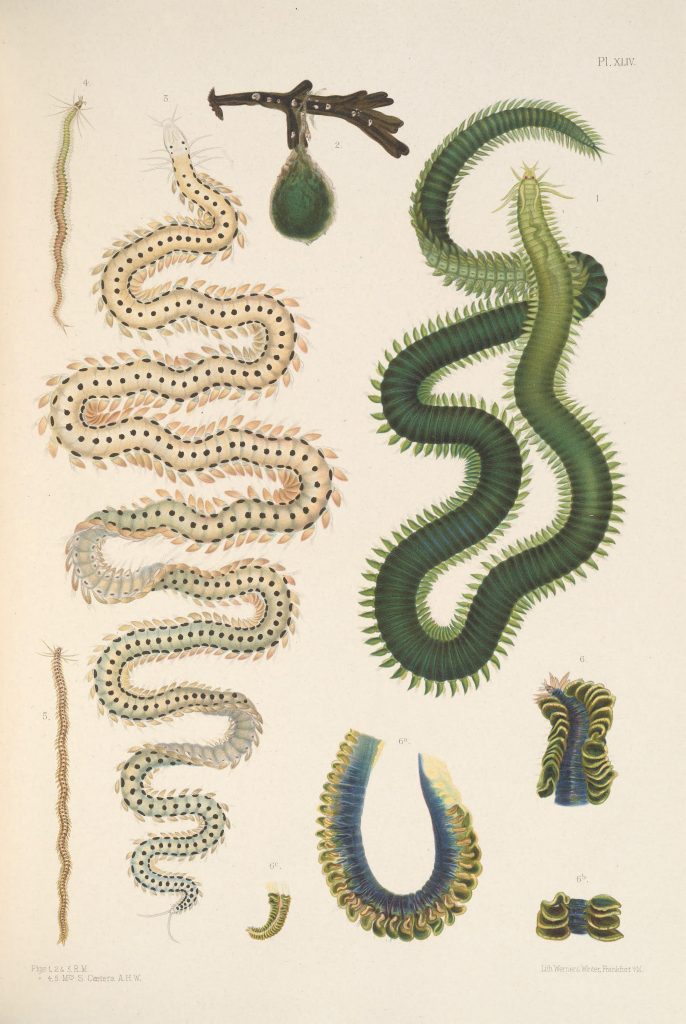 Illustration of Green-leaf Worm (Eulalia viridis), Eulalia tripunctata, Eumida sanguinea, and Nereiphylla paretti.