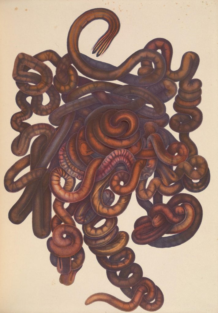 Illustration of the bootlace worm (Lineus longissimus)