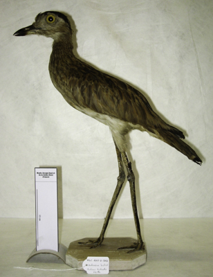 View Full Size Image