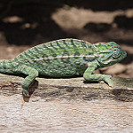 View Full Size Image