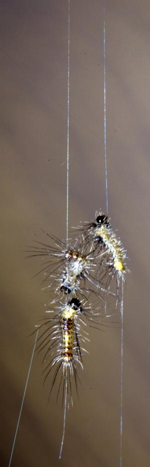 View Full Size Image