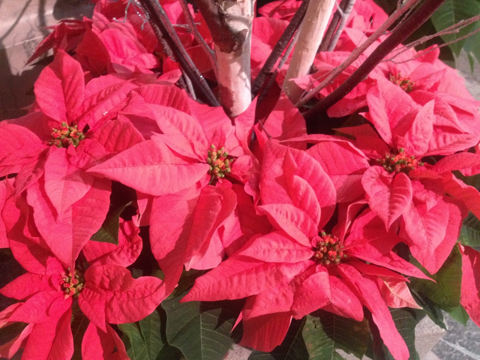 View Full Size Image