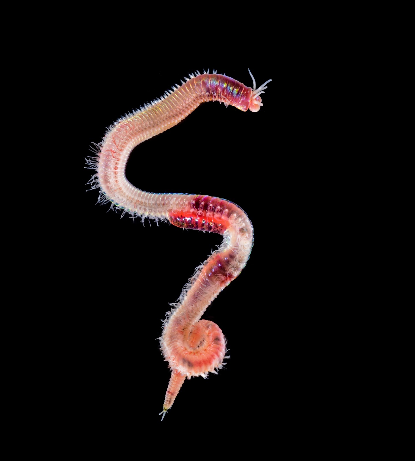 View Full Size Image