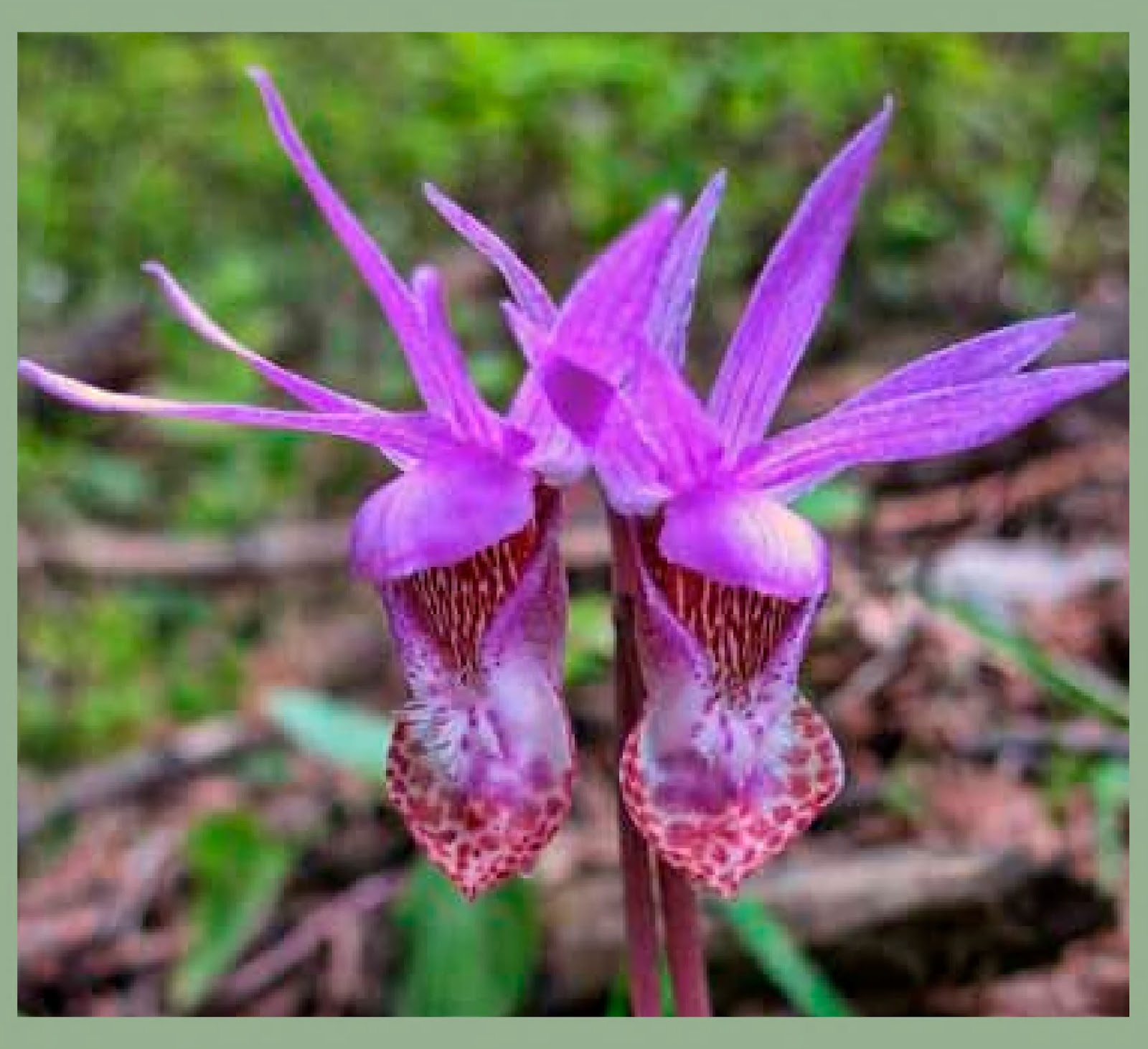 View Full Size Image