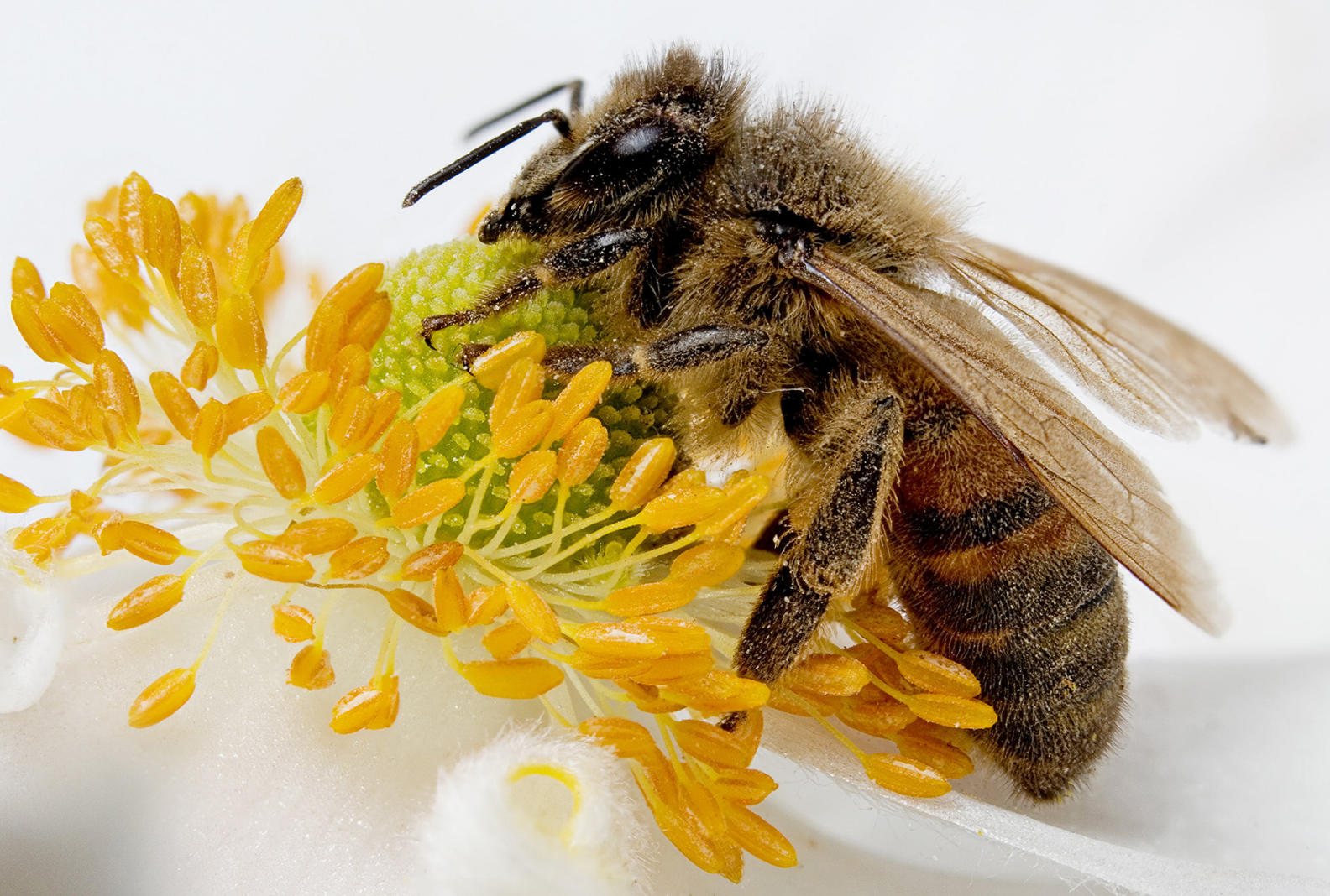 View Full Size Image