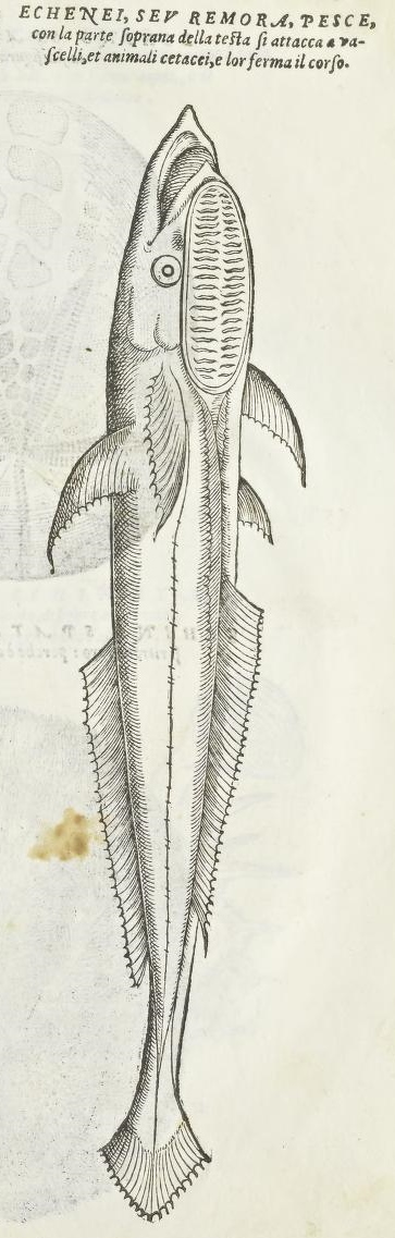 View Full Size Image