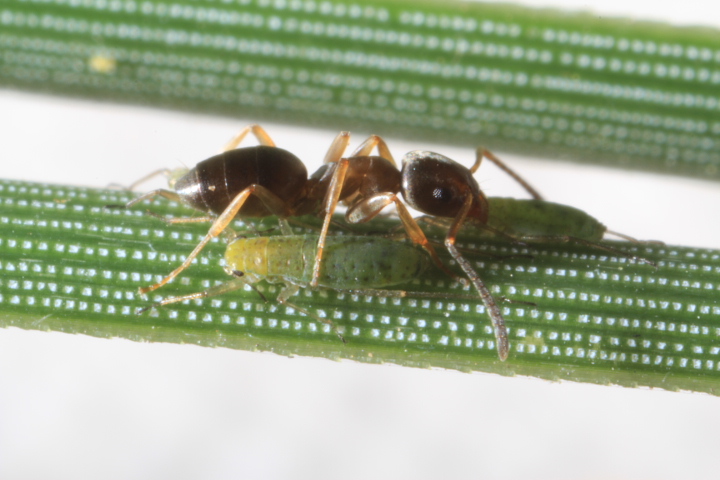 View Full Size Image