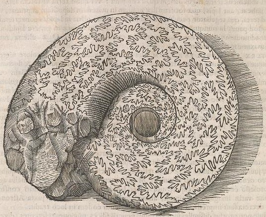 View Full Size Image