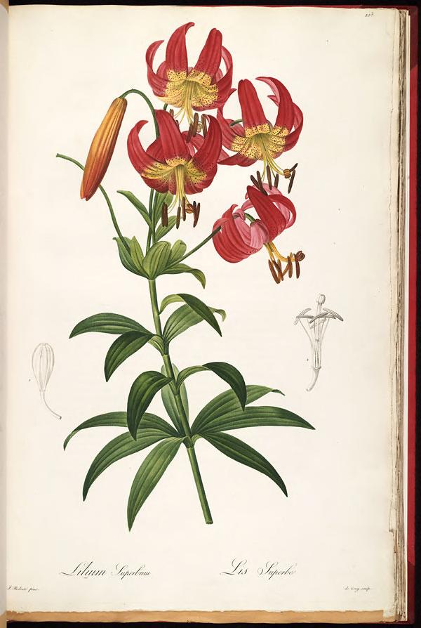 View Full Size Image