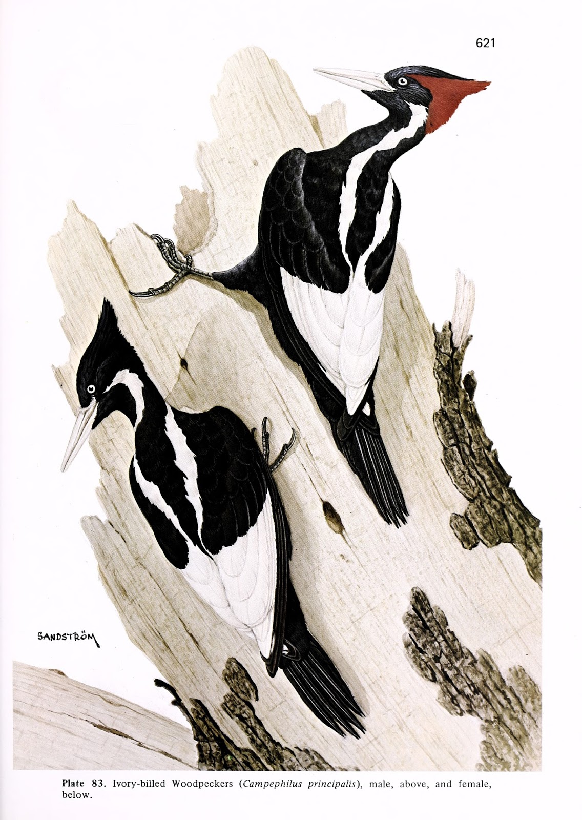 View Full Size Image