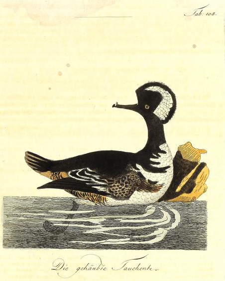 View Full Size Image