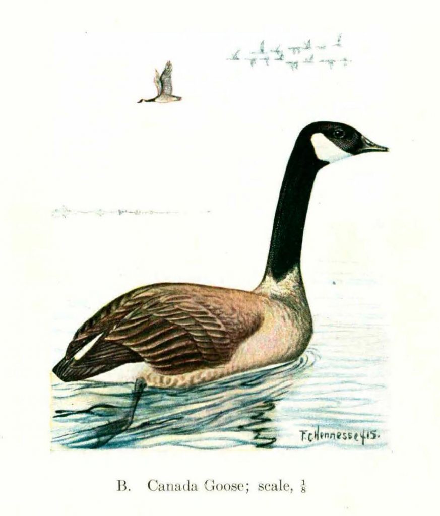 illustration of a goose