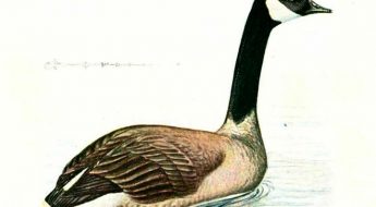 illustration of a goose in water