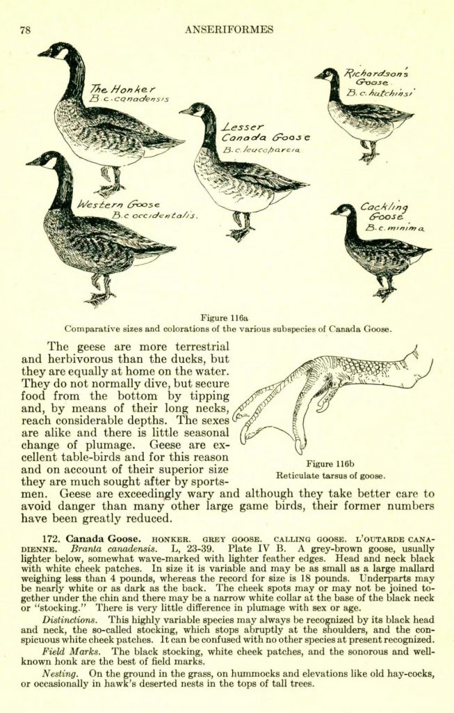 drawings of various geese varieties