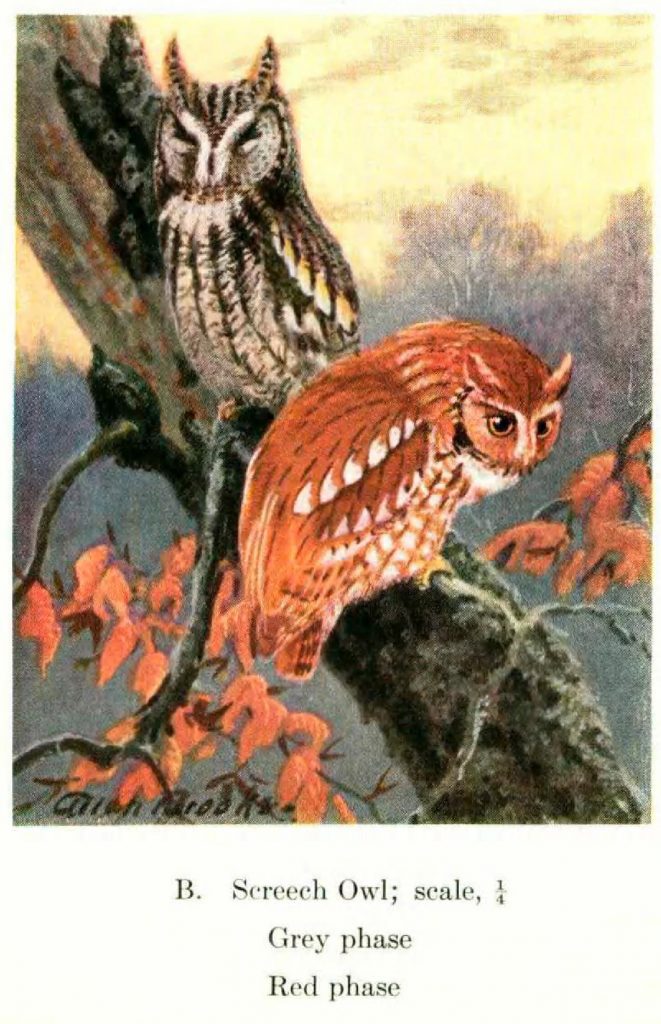 illustration of two owls