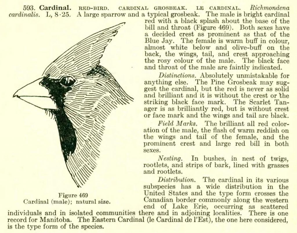 sketch of a cardinal alongside text