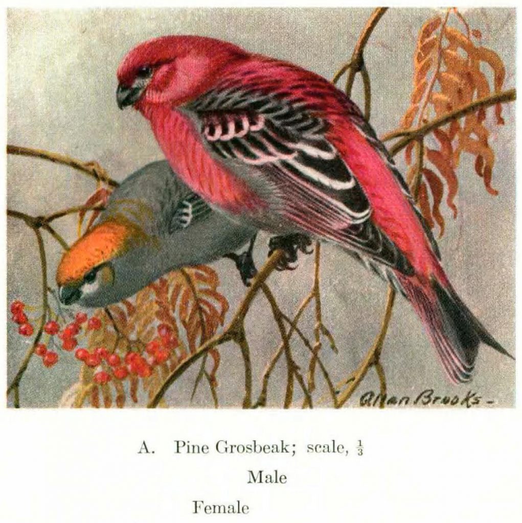 illustration of pine grosbeaks
