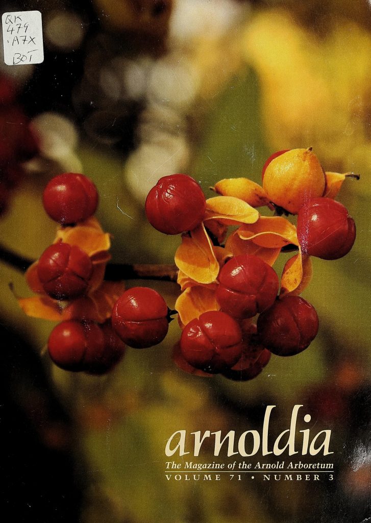 photo of oriental bittersweet