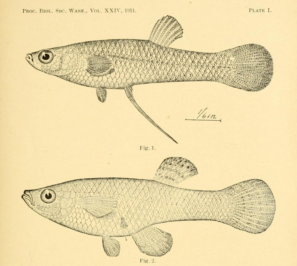 Black and white illustration of fish.