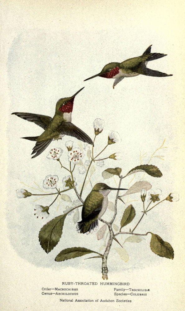 illustration of two hummingbirds