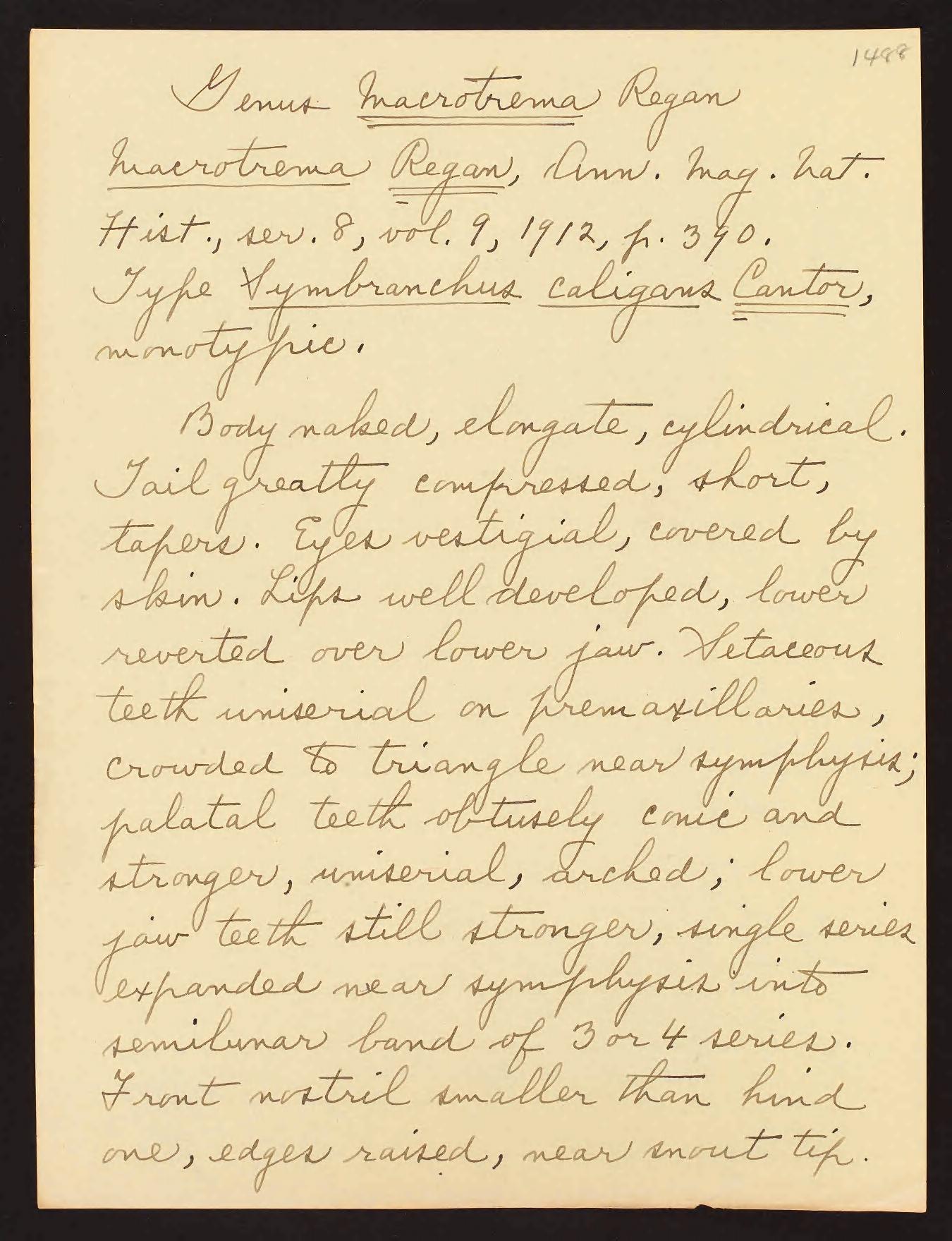 Fowler, Henry Weed. Manuscript of Henry Weed Fowler on the fishes of the Philippines, unpublished, circa 1930-1941. Order Synbranchii. Digitized in BHL by Smithsonian Institution Archives. https://biodiversitylibrary.org/page/55811117