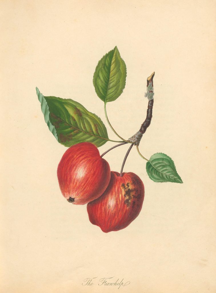 Illustration of two red apples with caption "The Foxwhelp."
