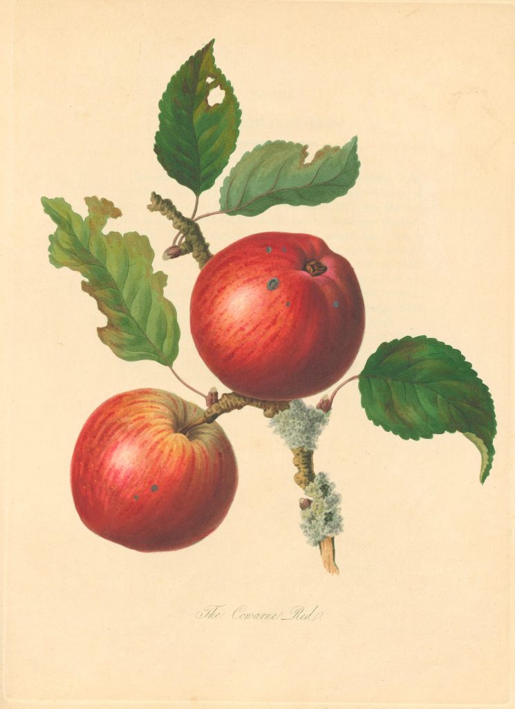 Illustration of two red apples on a vine with the caption "The Cowarne Red”