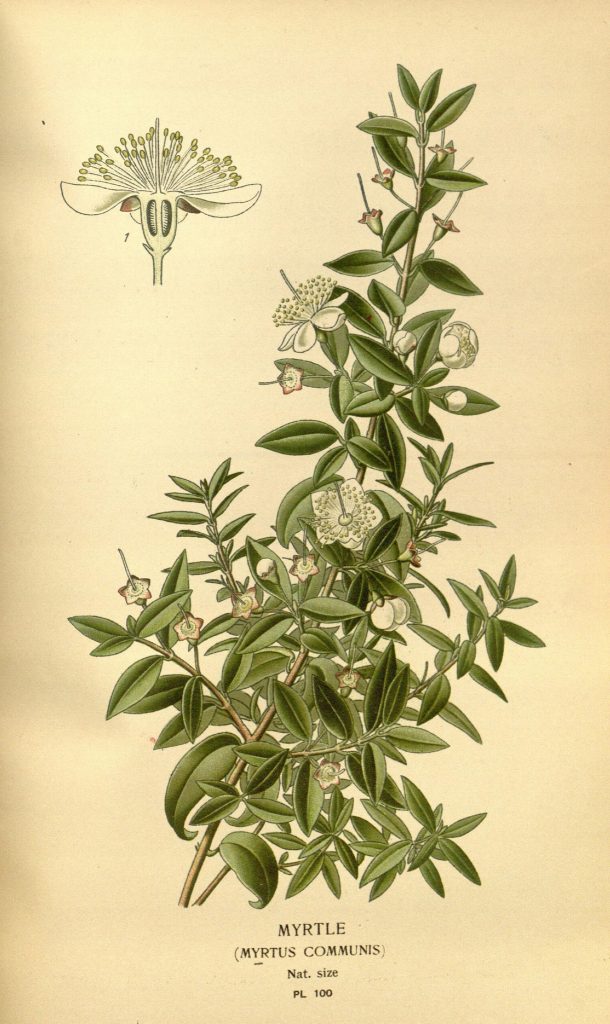 illustration of myrtle (Myrtus communis)