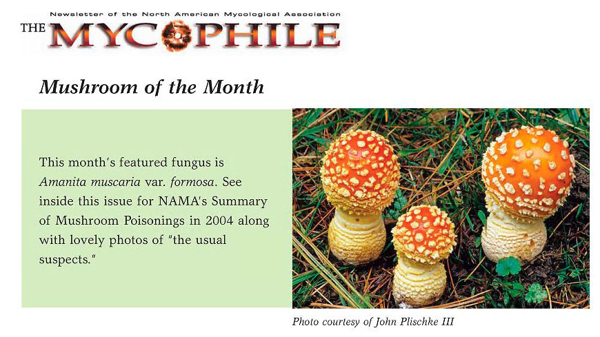 mycophile 3 46.3.jpg