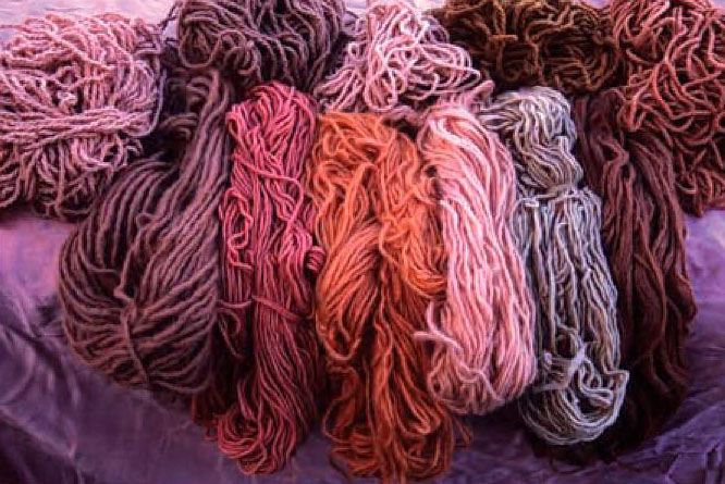 mycophile 2 49.2pg - Copy.jpg