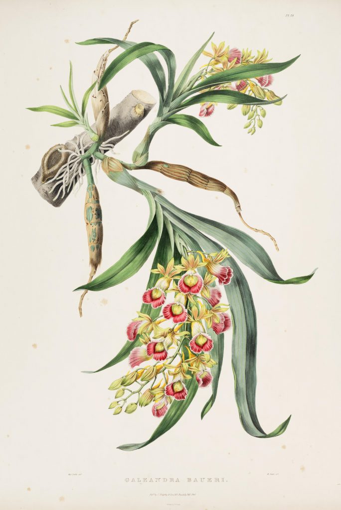 Plate 19. Bateman, James. The Orchidaceae of Mexico and Guatemala. Illustration drawn by Sarah Anne Drake and lithographed by Maxim Gauci. Contributed in BHL by the Peter H. Raven Library of the Missouri Botanical Garden.