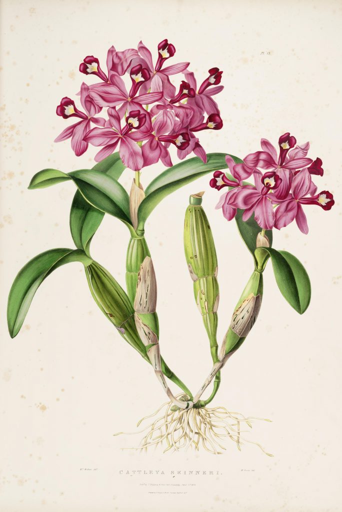 Plate 13. Bateman, James. The Orchidaceae of Mexico and Guatemala. Illustration drawn by Augusta Withers and lithographed by Maxim Gauci. Contributed in BHL by the Peter H. Raven Library of the Missouri Botanical Garden.