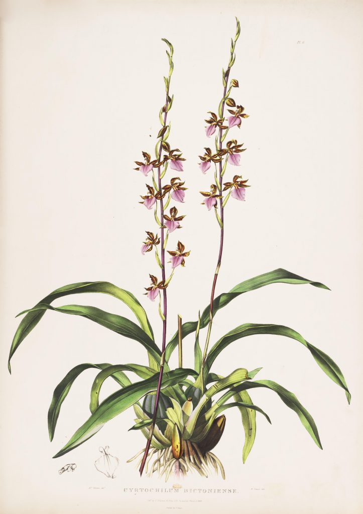 Plate 6. Bateman, James. The Orchidaceae of Mexico and Guatemala. Illustration drawn by Augusta Withers and lithographed by Maxim Gauci. Contributed in BHL by the Peter H. Raven Library of the Missouri Botanical Garden.