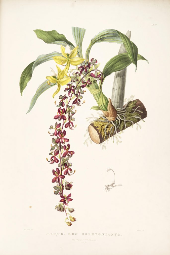 Plate 40. Bateman, James. The Orchidaceae of Mexico and Guatemala. Illustration drawn by Sarah Anne Drake and lithographed by Maxim Gauci. Contributed in BHL by the Peter H. Raven Library of the Missouri Botanical Garden.