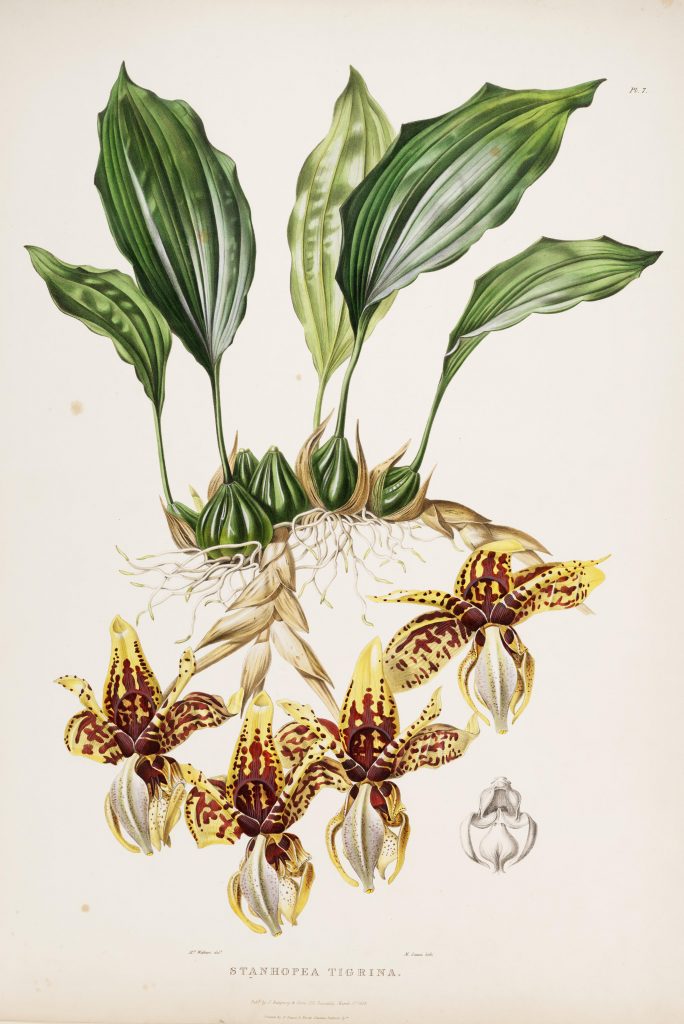Plate 7. Bateman, James. The Orchidaceae of Mexico and Guatemala. Illustration drawn by Augusta Withers and lithographed by Maxim Gauci. Contributed in BHL by the Peter H. Raven Library of the Missouri Botanical Garden.