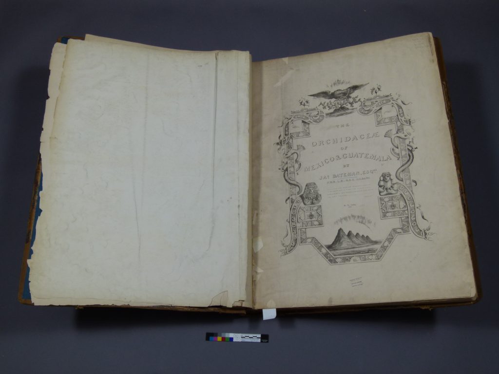 The Missouri Botanical Garden’s copy of The Orchidaceae of Mexico and Guatemala is undergoing an extensive restoration project. Image credit: Susie Cobbledick