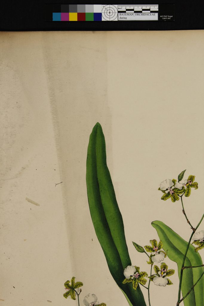 Cosmetic sponges and white vinyl erasers are used to clean the lithographs within the Garden’s copy of The Orchidaceae of Mexico and Guatemala. In this photo, you can see a cleaned (right-hand side) and uncleaned (left-hand side) portion of a plate from the book. Image Credit: Susie Cobbledick